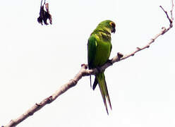 Peach-fronted Parakeet