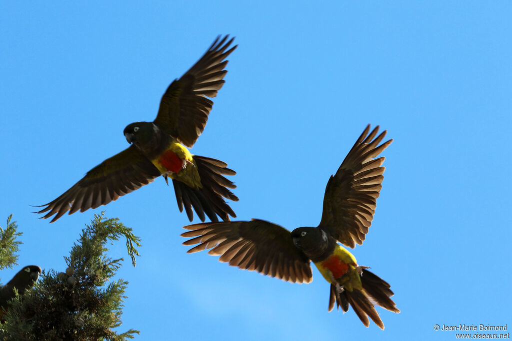 Conure de Patagonie