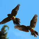 Conure de Patagonie