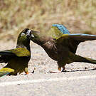 Conure de Patagonie