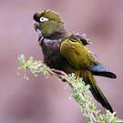 Conure de Patagonie