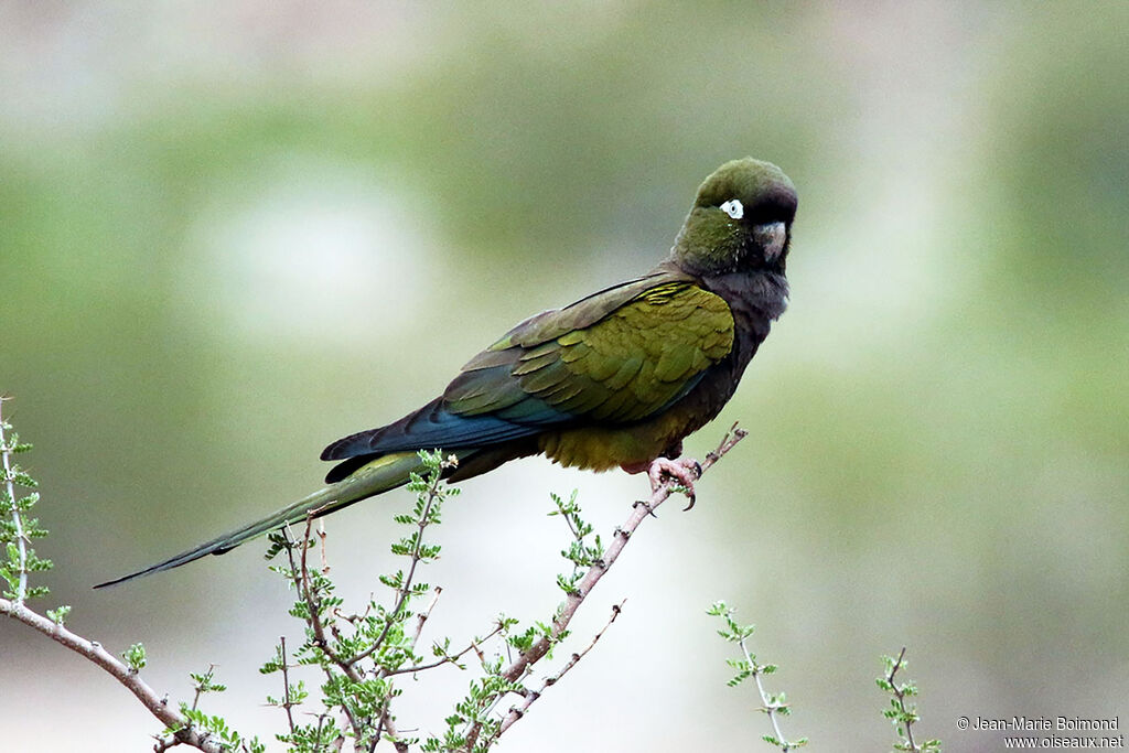 Conure de Patagonie
