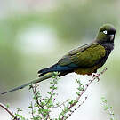 Conure de Patagonie