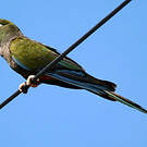 Conure de Patagonie