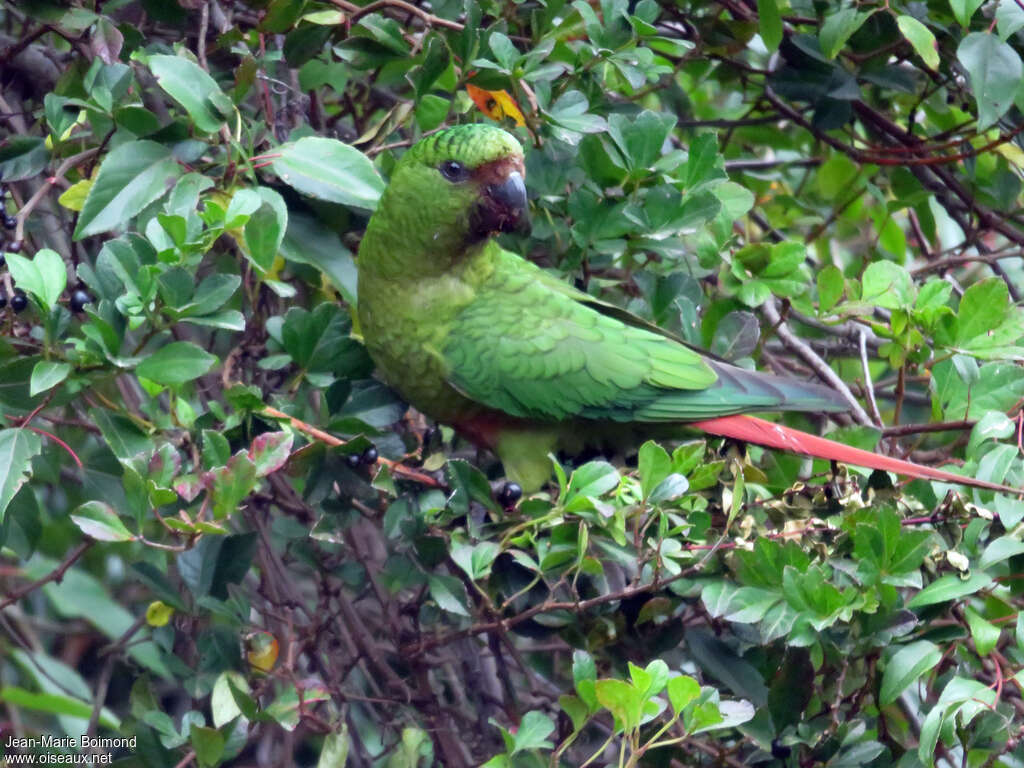 Austral Parakeetadult, Behaviour