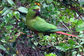 Conure magellanique