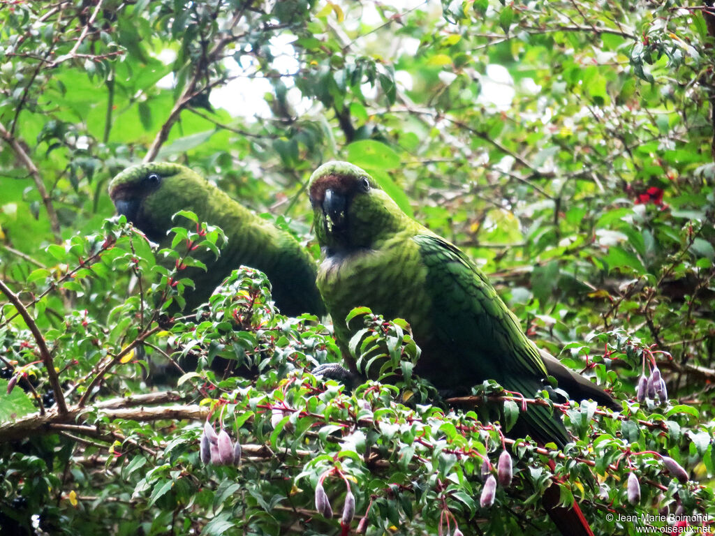 Austral Parakeet