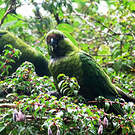 Conure magellanique