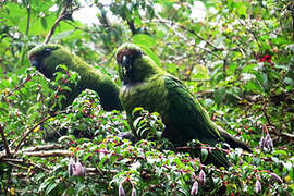 Austral Parakeet