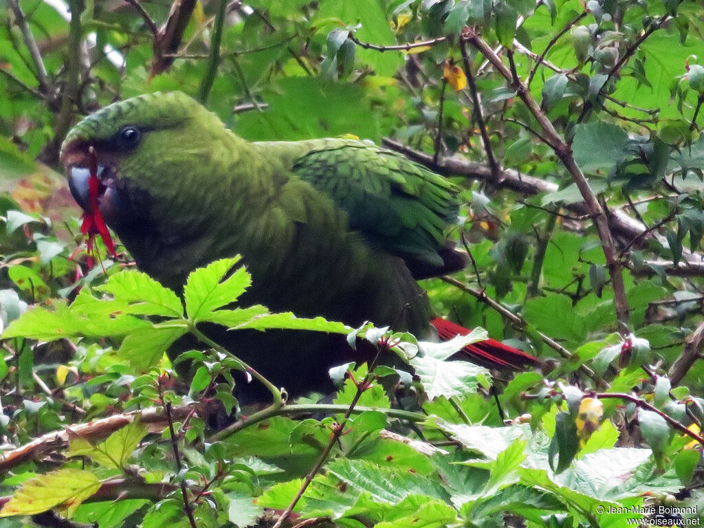 Conure magellanique