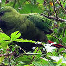 Conure magellanique