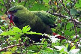 Austral Parakeet