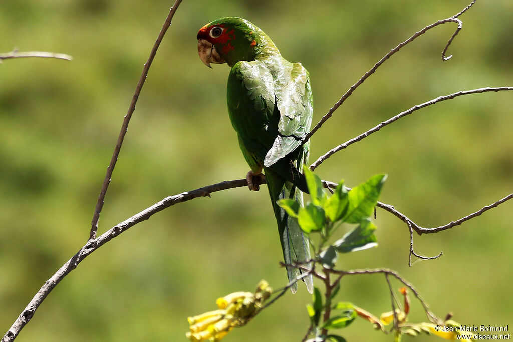 Conure mitrée