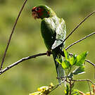 Conure mitrée