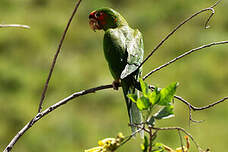 Conure mitrée