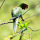 Conure mitrée