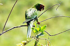 Conure mitrée