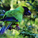 Conure nanday