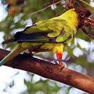 Conure nanday