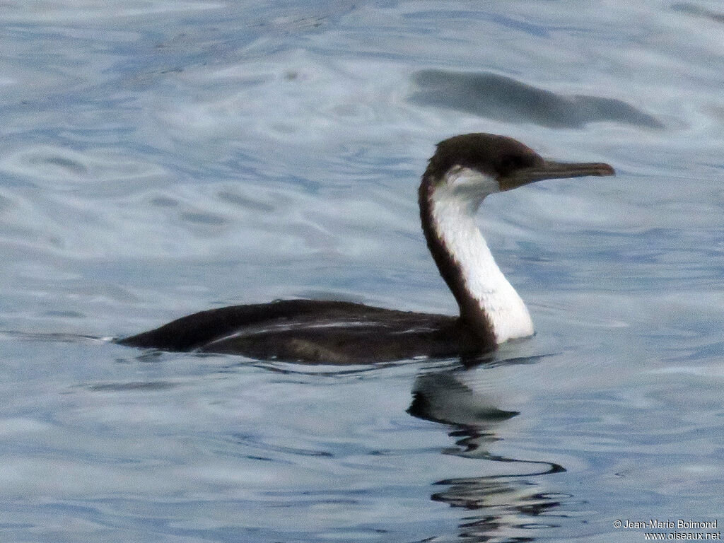 Cormoran impérialjuvénile