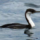 Cormoran impérial