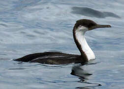 Imperial Shag