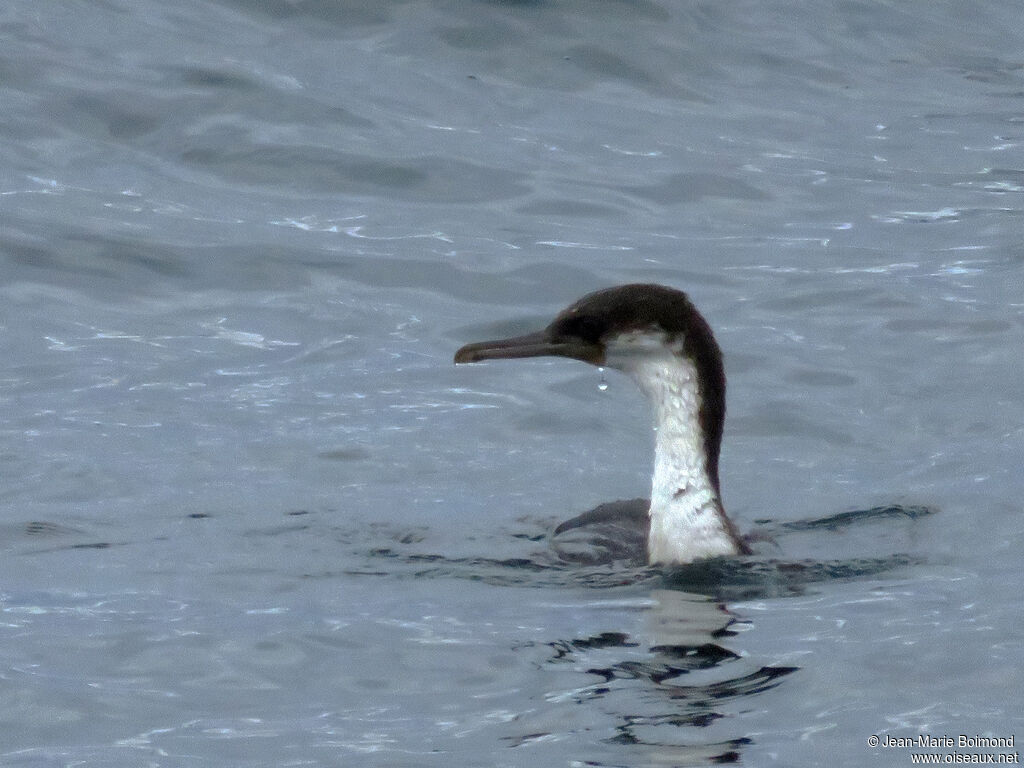 Imperial Shag