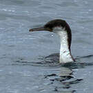 Cormoran impérial
