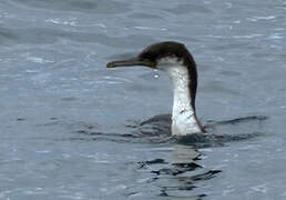 Imperial Shag