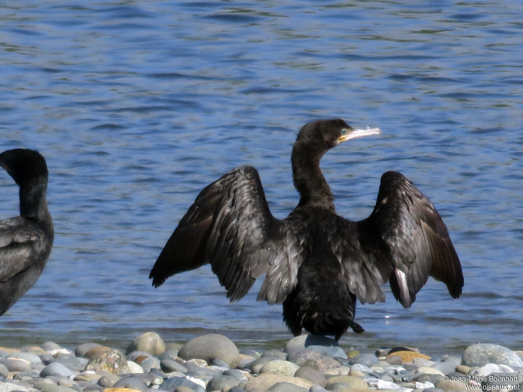 Cormoran vigua