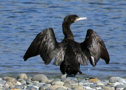 Neotropic Cormorant