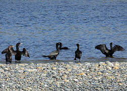 Neotropic Cormorant