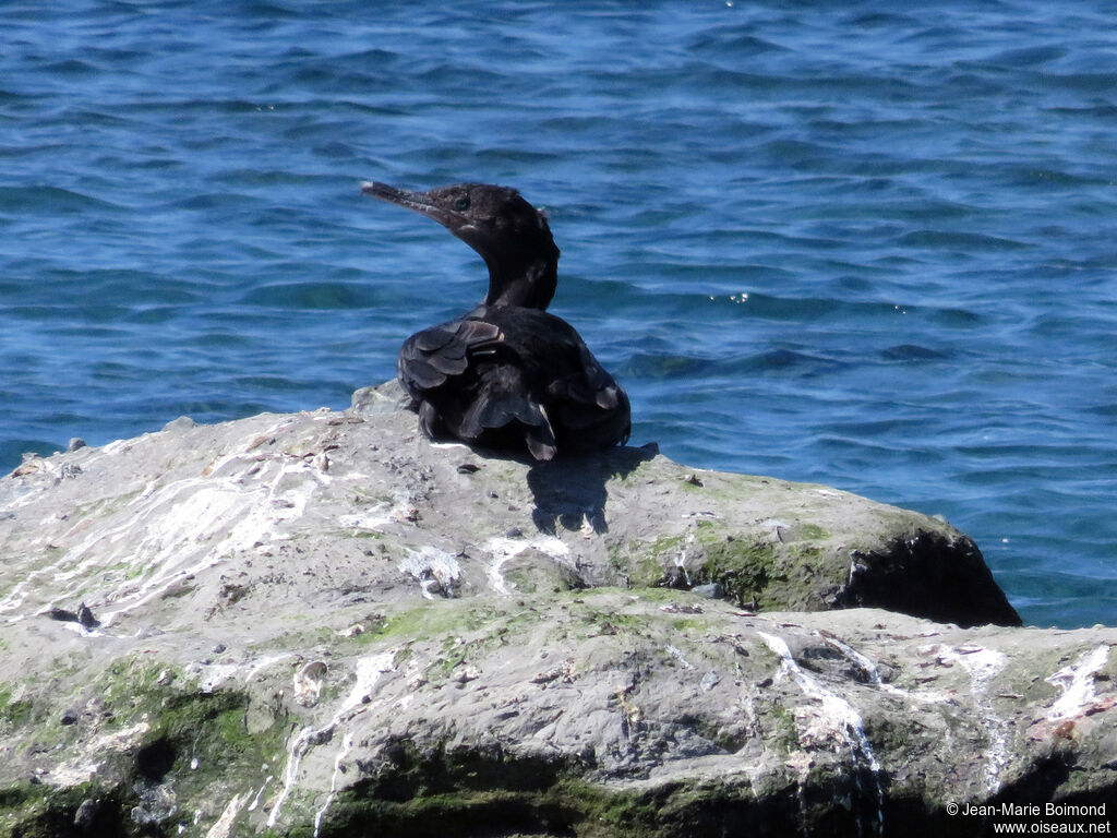 Neotropic Cormorant