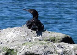 Neotropic Cormorant