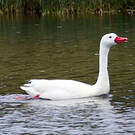 Coscoroba blanc