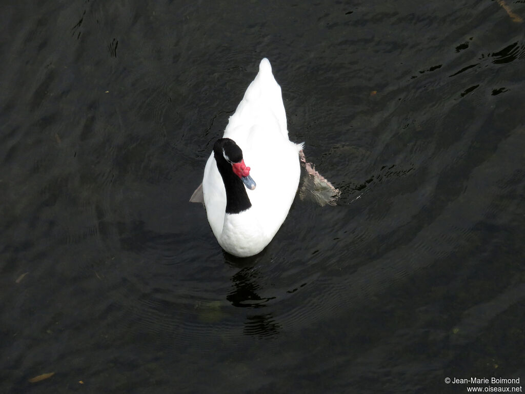 Cygne à cou noir