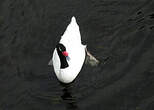 Cygne à cou noir