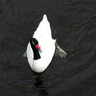 Cygne à cou noir
