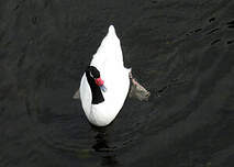 Cygne à cou noir