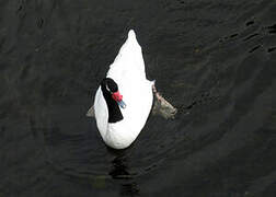 Black-necked Swan