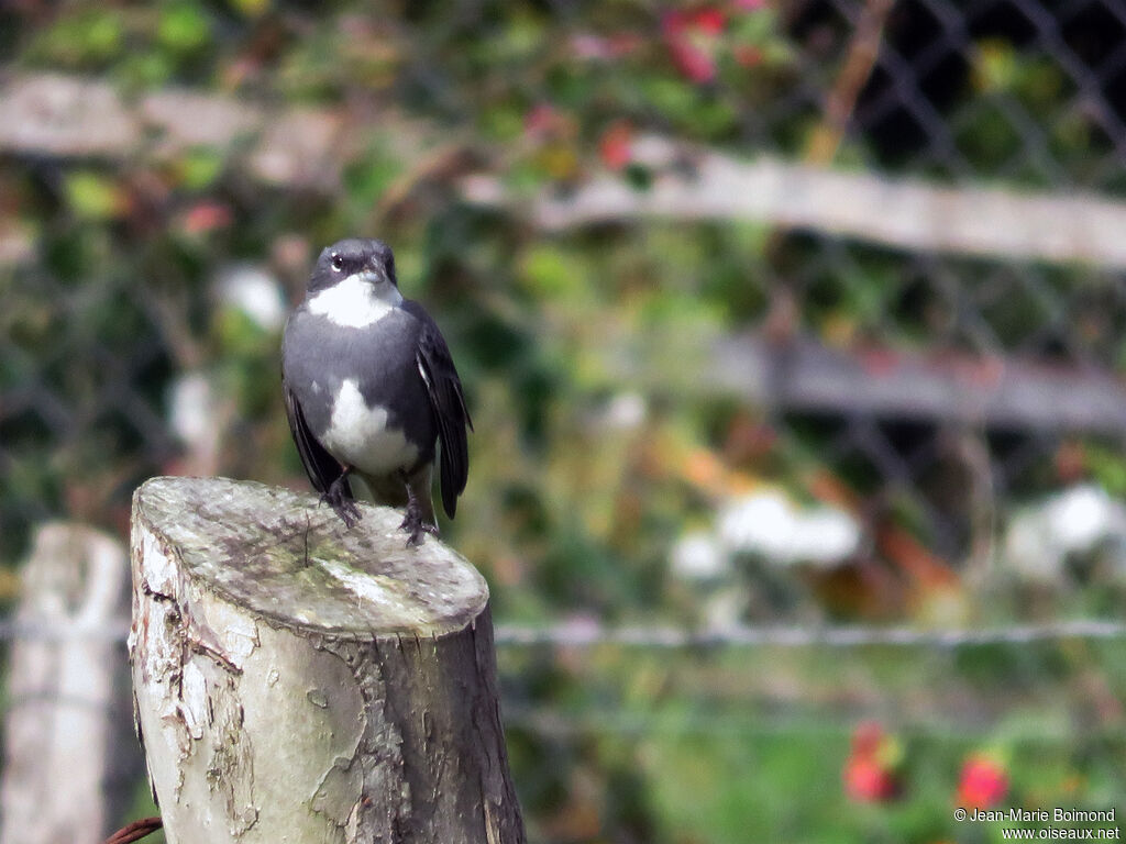 Common Diuca Finch