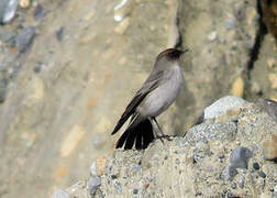 Dark-faced Ground Tyrant