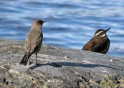 Dark-faced Ground Tyrant