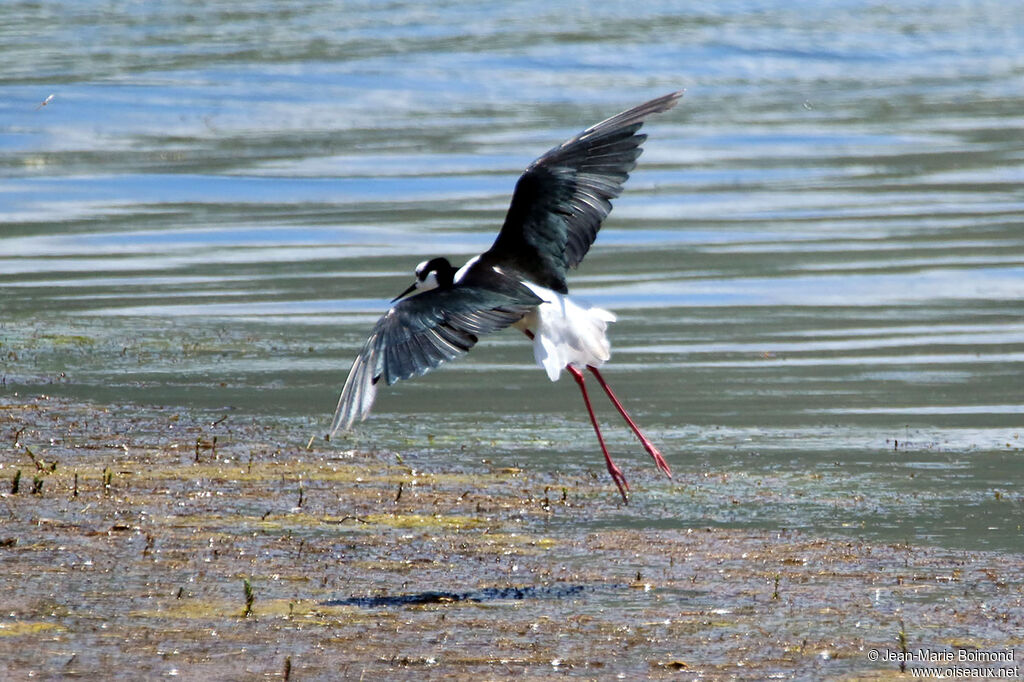 Échasse à queue noire