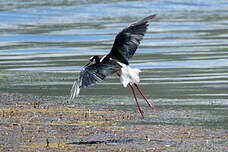 Échasse à queue noire