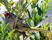 Embernagre à cinq couleurs