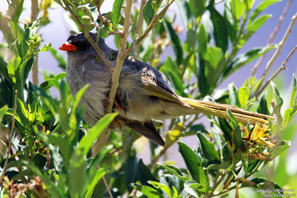 Embernagre à cinq couleurs