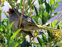 Embernagre à cinq couleurs