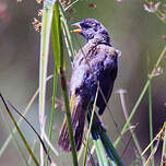 Embernagre à cinq couleurs