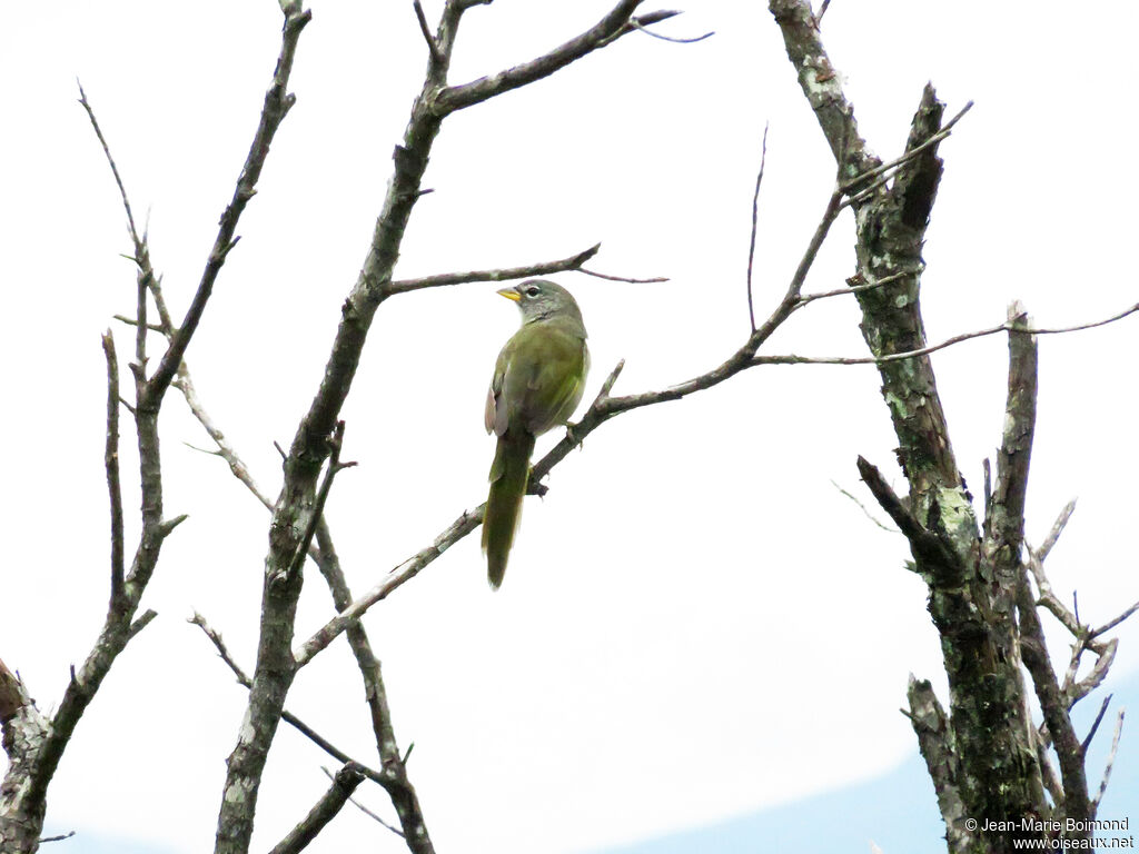 Serra Finch, identification